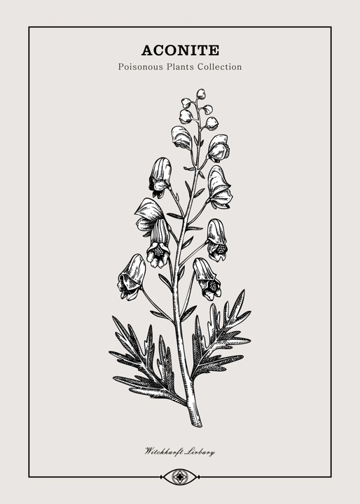 Antique apothecary label design. Aconite sketch. Witch herbs. Poisonous plant hand-drawn illustration. Art deco poster. NOT AI generated